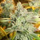 Special Crystal Haze Feminised Special Crystal Haze Feminised