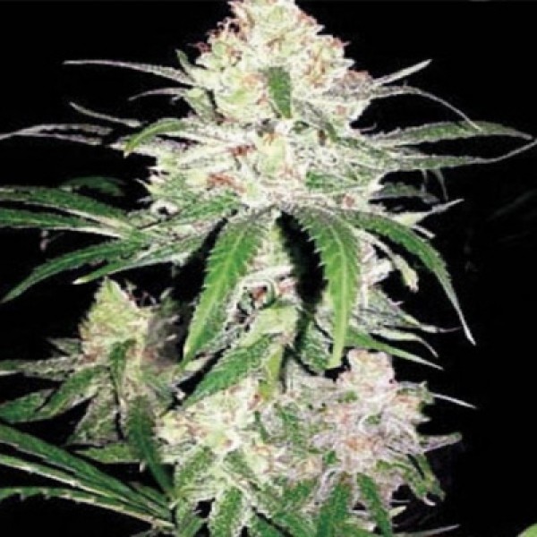 Special Crystal Haze Feminised seeds