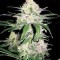 Special Crystal Haze Feminised seeds