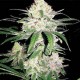 Special Crystal Haze Feminised Special Crystal Haze Feminised