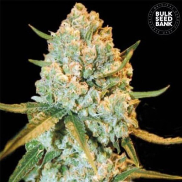 Special Crystal Haze Feminised seeds