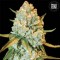 Special Crystal Haze Feminised seeds
