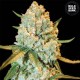 Special Crystal Haze Feminised Special Crystal Haze Feminised