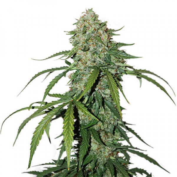 Special Lime Haze Feminised seeds