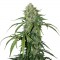 Special Lime Haze Feminised seeds