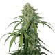 Special Lime Haze Feminised Special Lime Haze Feminised