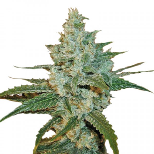 Special Lime Haze Feminised seeds