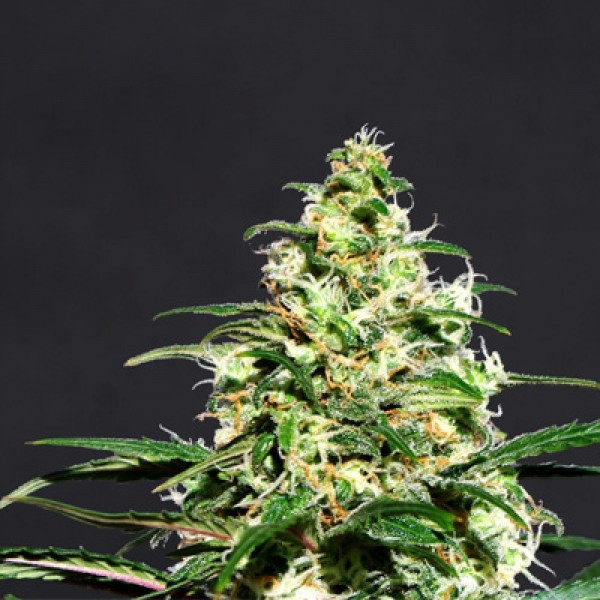 Special Lime Haze Feminised seeds