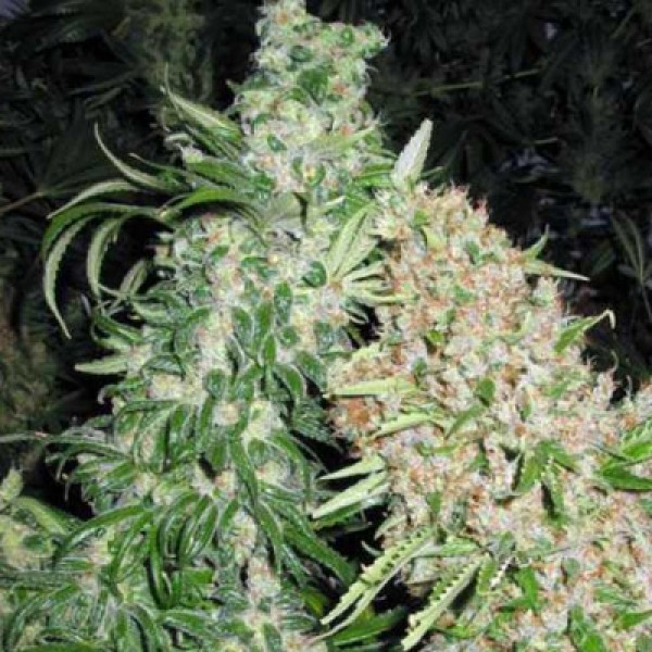 Special Skunk Feminised seeds