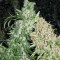 Special Skunk Feminised seeds