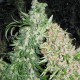 Special Skunk Feminised Special Skunk Feminised