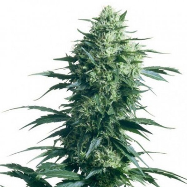 Special Skunk Feminised seeds