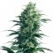 Special Skunk Feminised seeds