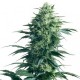 Special Skunk Feminised Special Skunk Feminised