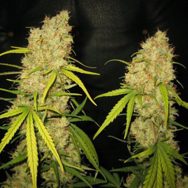 Special Skunk Feminised seeds