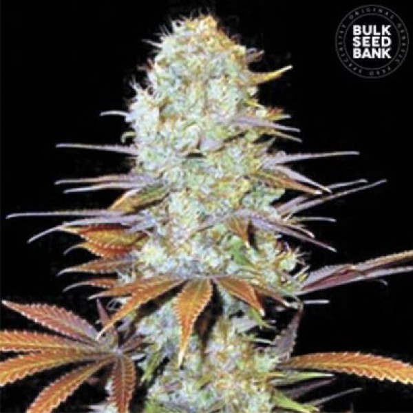 Sunmango Feminised seeds