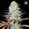 Sunmango Feminised seeds