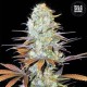 Sunmango Feminised seeds Sunmango Feminised seeds