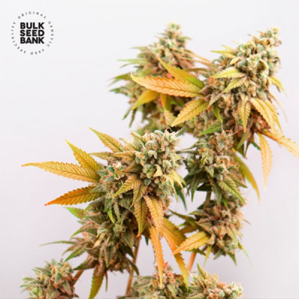 Sunmango Feminised seeds