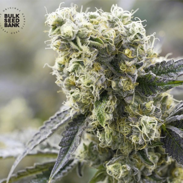 The Unlimited Feminised seeds