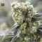 The Unlimited Feminised seeds