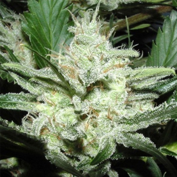 White Prussian Feminised seeds