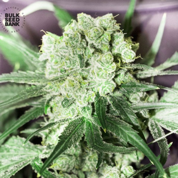 White Prussian Feminised seeds