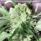White Prussian Feminised seeds
