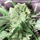 White Prussian Feminised seeds White Prussian Feminised seeds