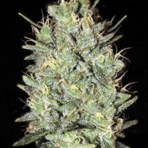 Насіння Amnesia Haze Feminised