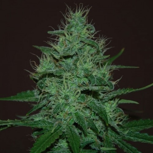 Auto Amnesia Haze Feminised seeds