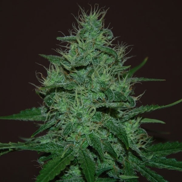 Насіння Auto Amnesia Haze Feminised