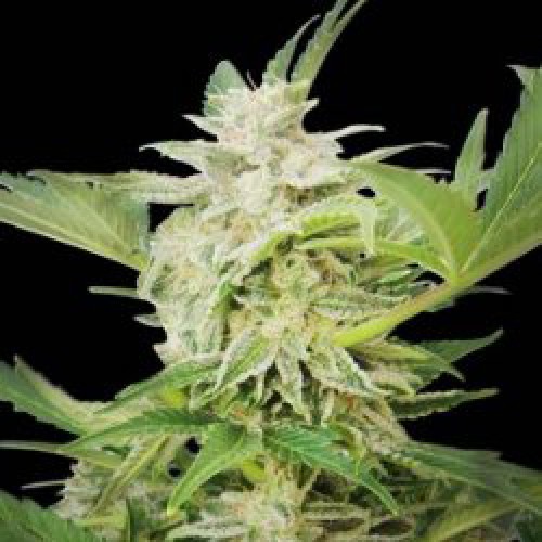 Auto Ak Feminised seeds