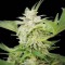 Auto Ak Feminised seeds
