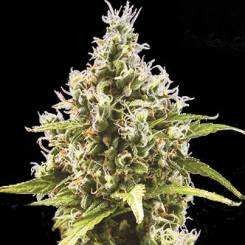 Auto Amnesia Platinum Feminised seeds