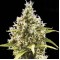 Auto Amnesia Platinum Feminised seeds