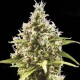 Auto Amnesia Platinum Feminised seeds