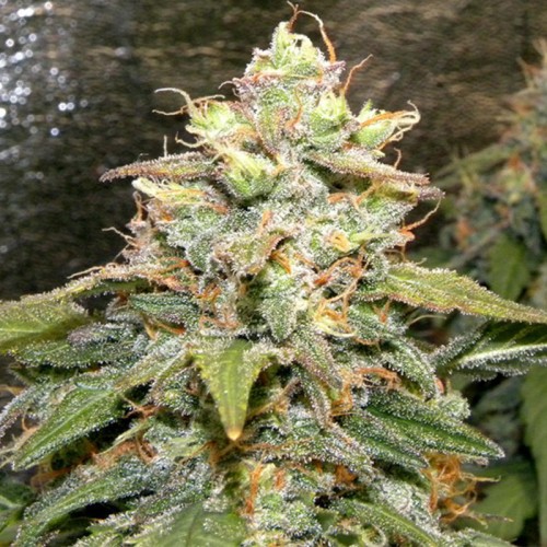 Auto Bigger Bud Feminised seeds