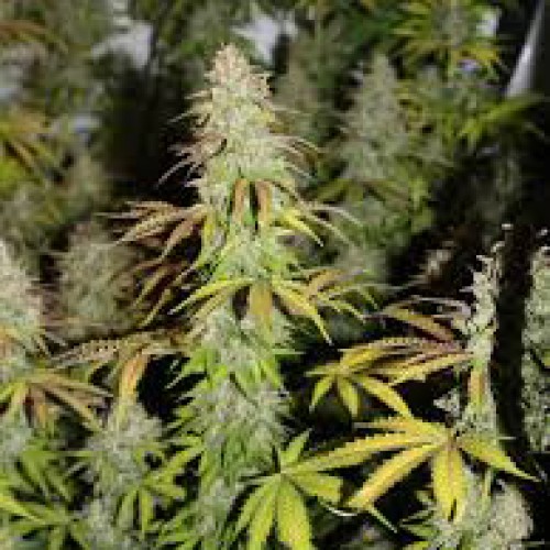 Auto Bubblegum Extra Feminised seeds