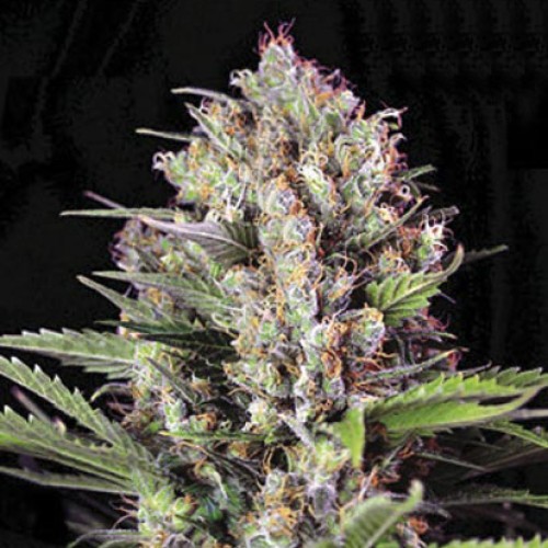 Auto Caramel King Feminised seeds