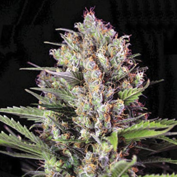 Auto Caramel King Feminised seeds
