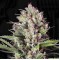 Auto Caramel King Feminised seeds