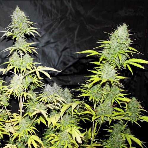 Auto Cheese Feminised seeds