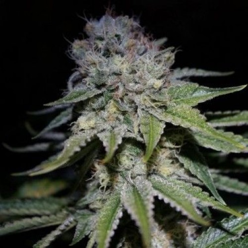 Auto Cocopopo Feminised seeds