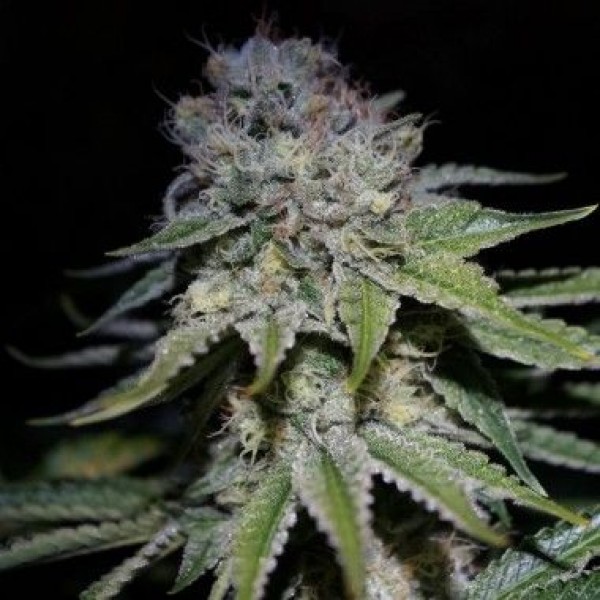 Auto Cocopopo Feminised seeds