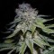 Auto Cocopopo Feminised seeds