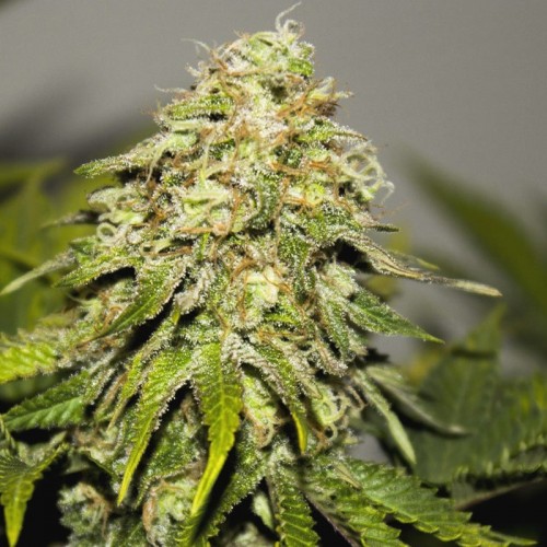 Auto Critical Feminised seeds