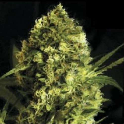 Auto Devil's Kiss Feminised seeds