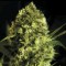 Auto Devil's Kiss Feminised seeds