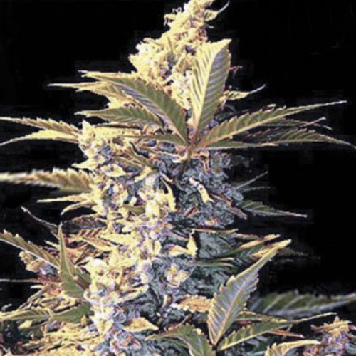 Auto East Ryder Feminised seeds
